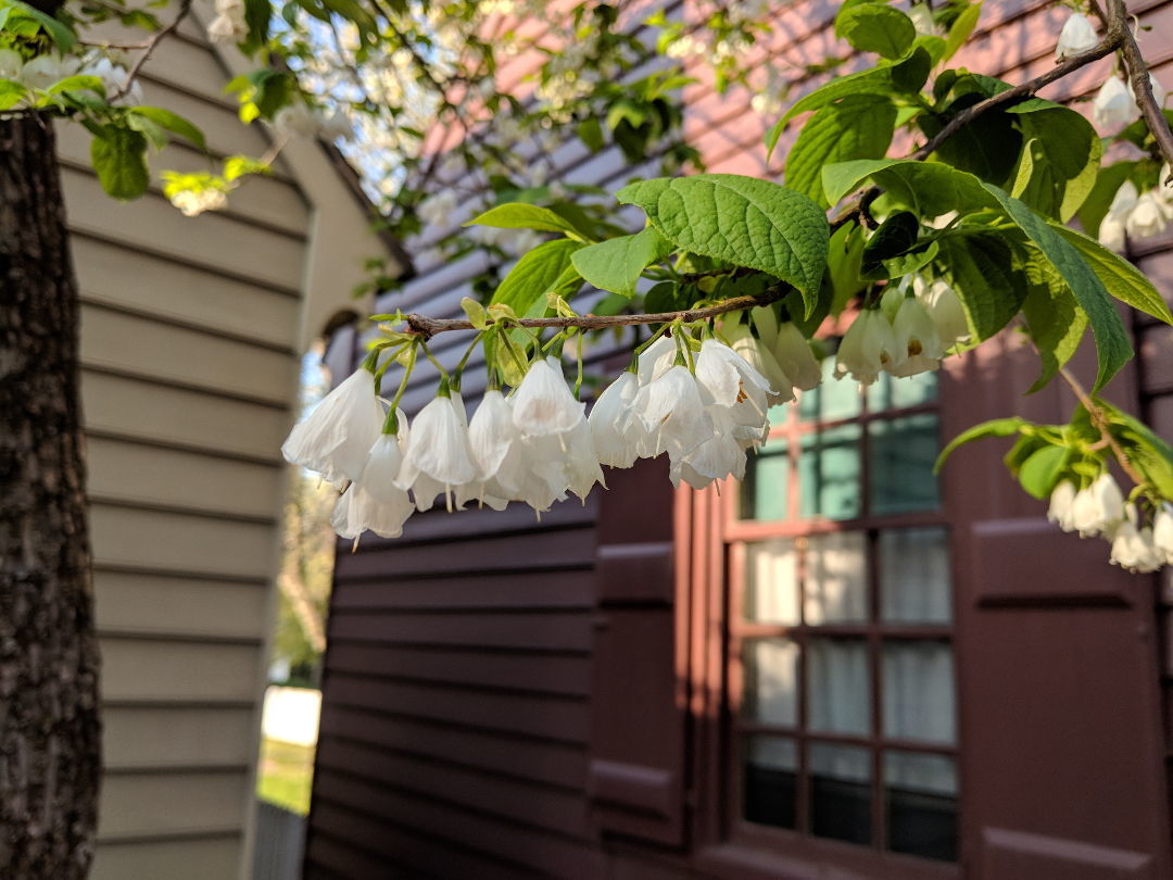 Carolina silverbell (Halesia carolina, Zones 5–8)