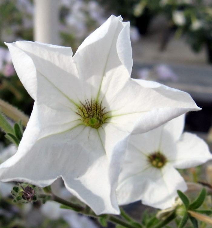 wild petunia, (Petunia axillaris, annual)