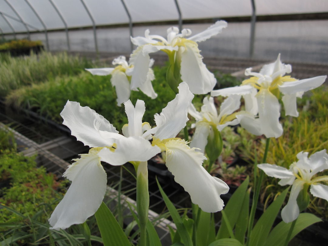 Iris tectorum (Japanese roof iris, Zones 4–9)