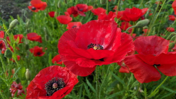 Poppies - Fine Gardening