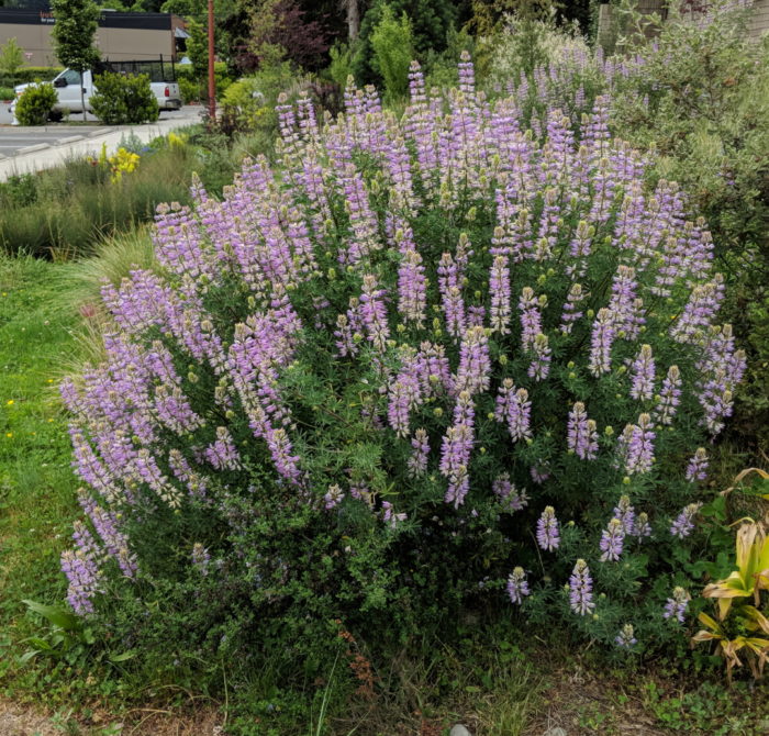 Garden at the Anderson School near Seattle, WA