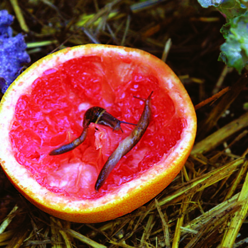 close up of snails on a grapefruit halve