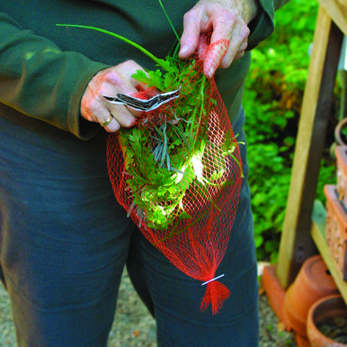 Adding fresh basil leaves, stems and other herb trimmings into a mesh produce sack