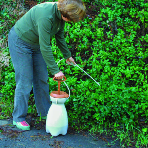 Woman spraying vinegar on weeds