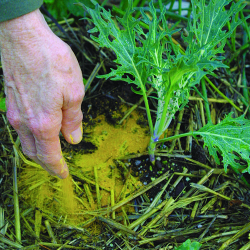 hand applying corn meal gluten to soil in a newly planted but unseeded bed