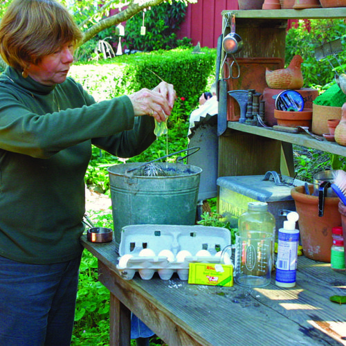 preparing deer repellent made of eggs, water and beef bouillon on a potting table outside