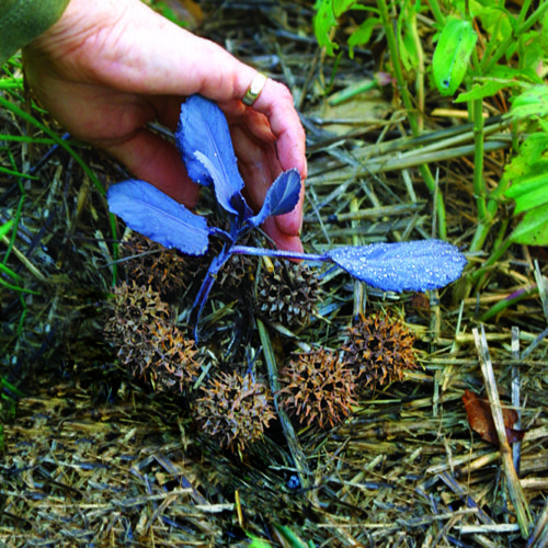 Encircle plants with large, dried, prickly seed vessels of the sweet gum tree