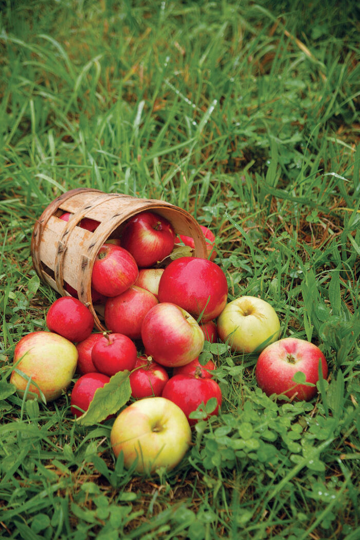 apples spilling out of a basket