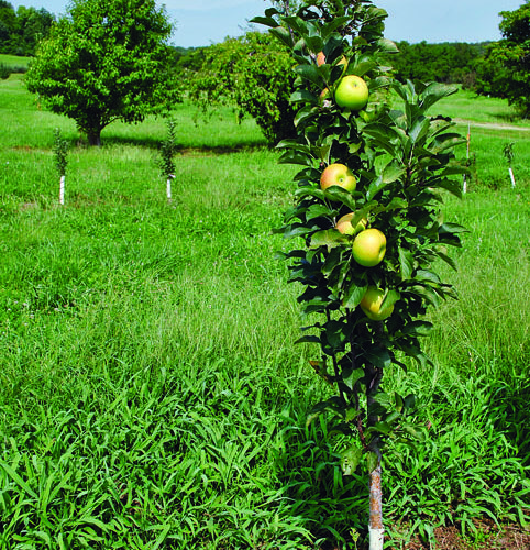 apples growing