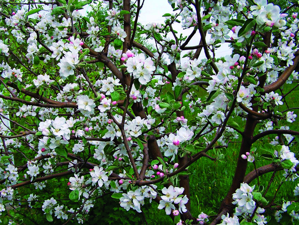 apple tree blossoms