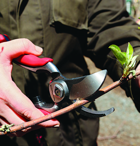 Regular pruning is essential