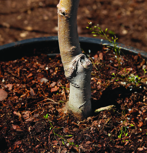 all apple trees worth growing are grafted