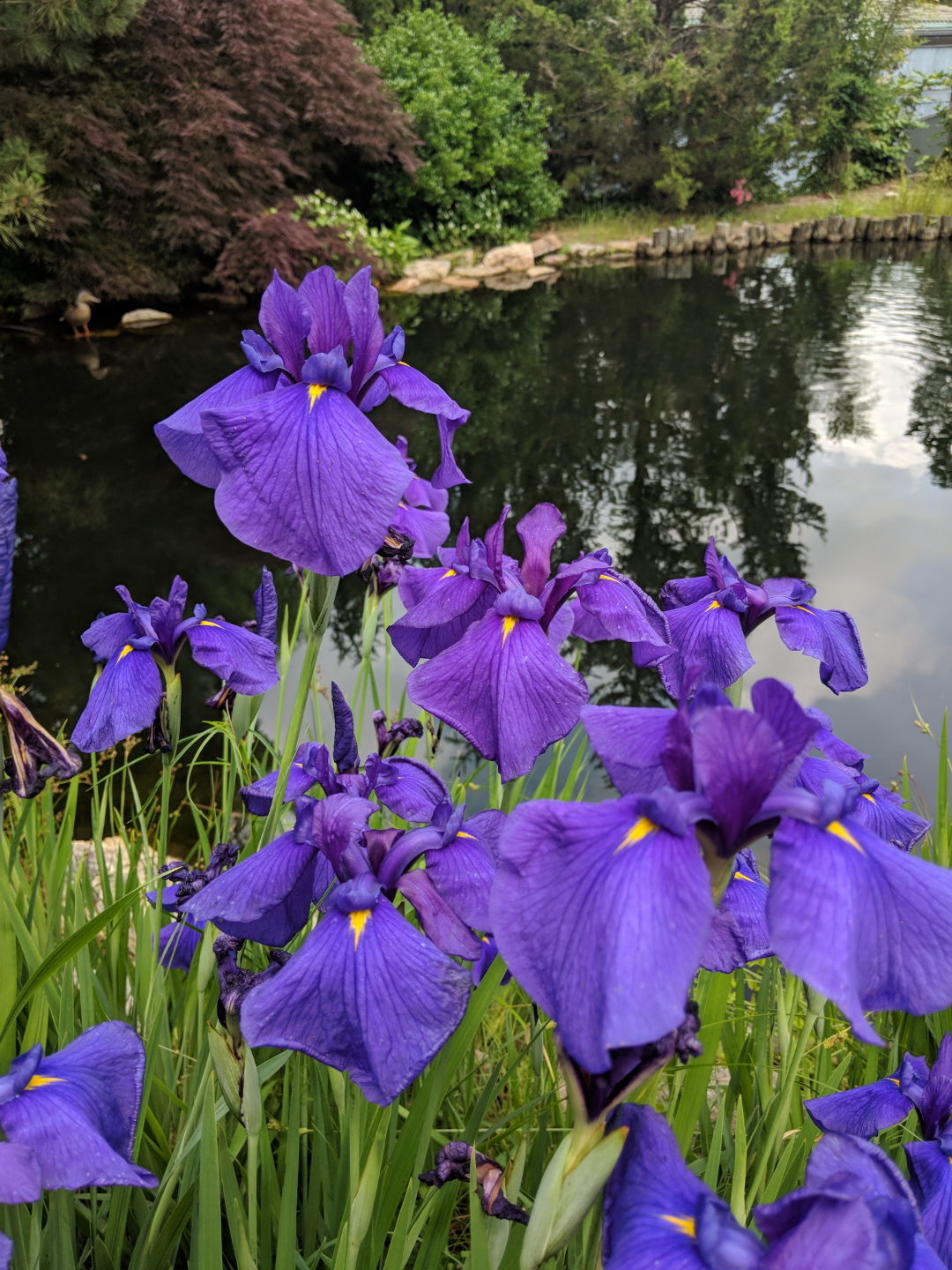 Japanese Irises - FineGardening