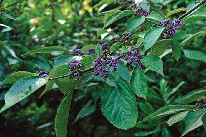 American beautyberry