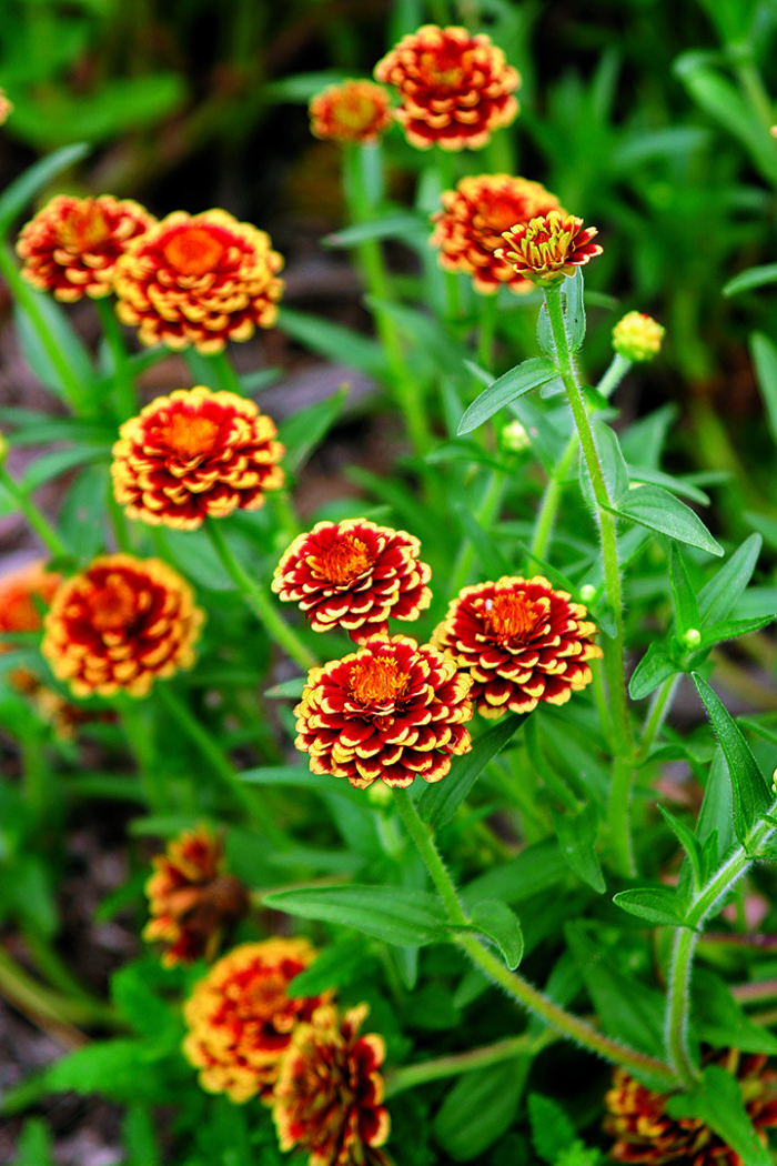 Renee's Garden Florist Zinnia Blue Point Bouquet