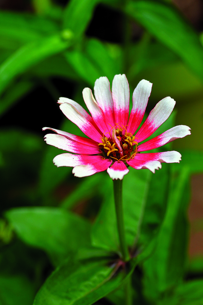 Z. elegans ‘Whirligig’