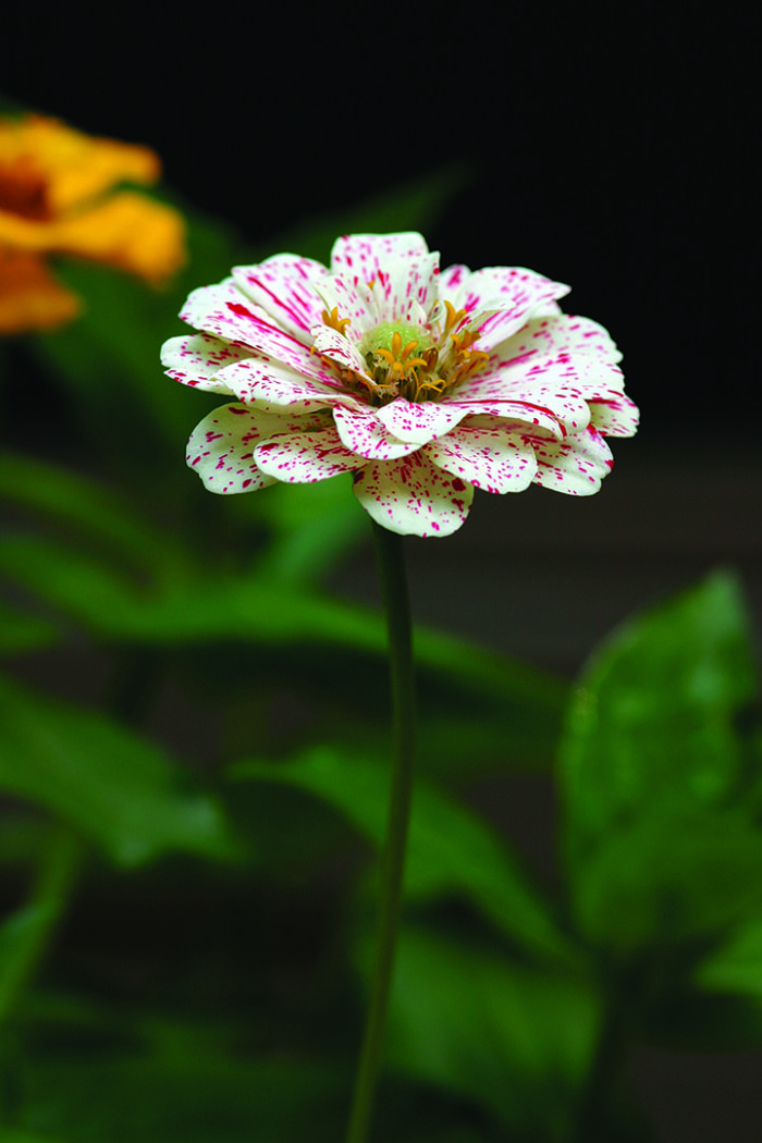 Z. elegans ‘Candy Cane’