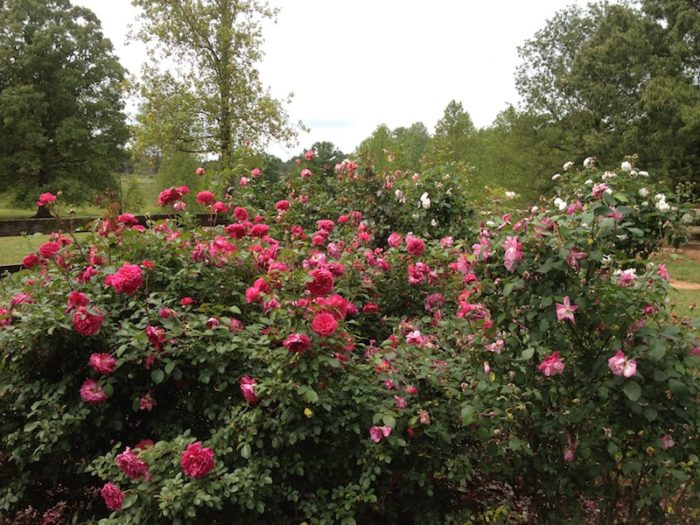 Flamenco Rosita