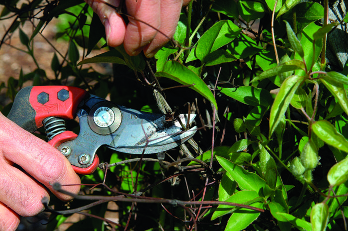 Pruning Clematis