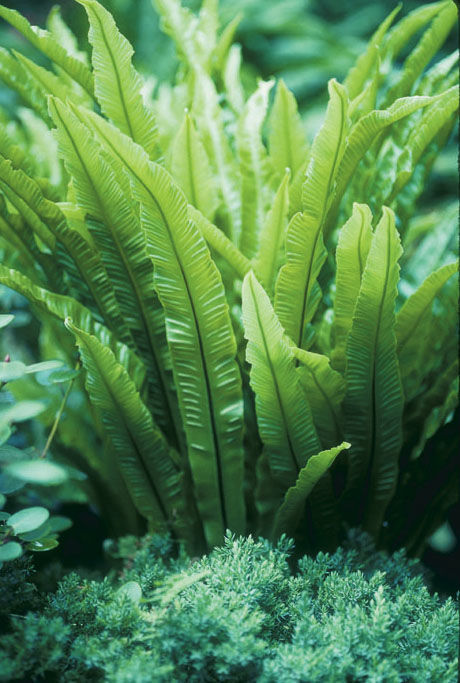 Close up of ferns