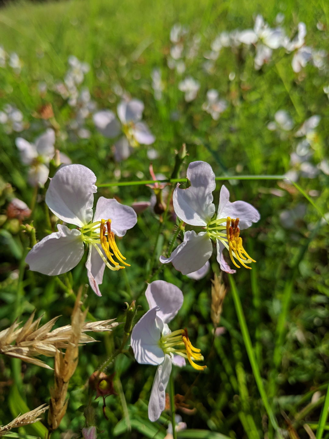 Atlantic Canada's Wildflowers and Other Plants