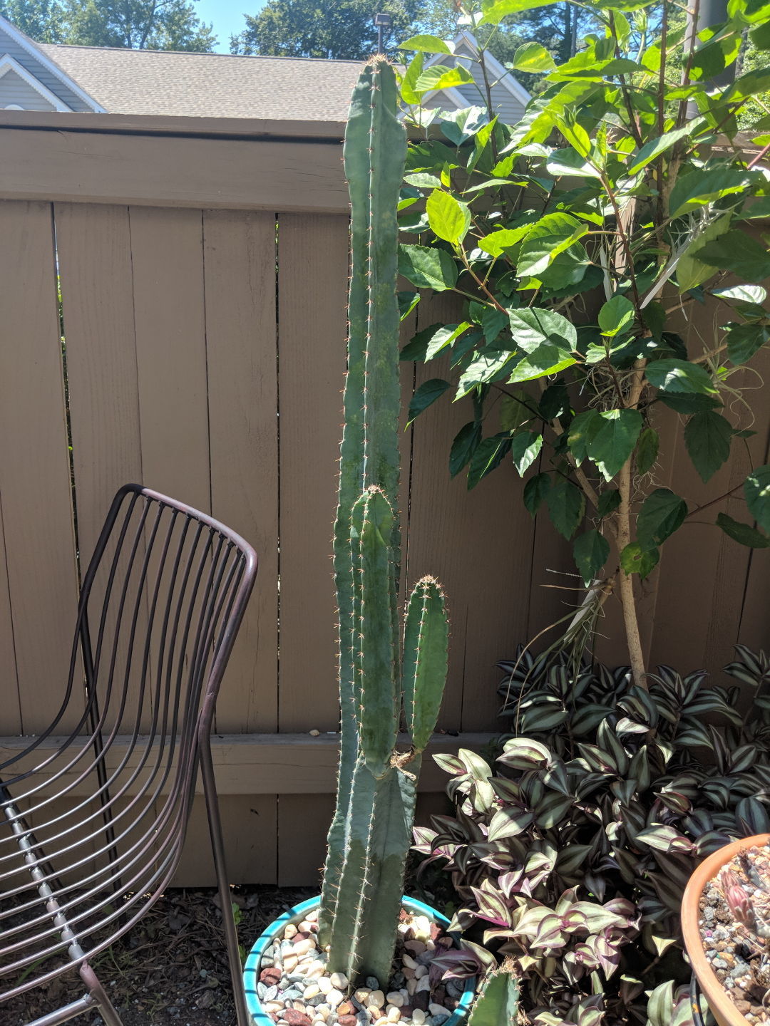 long cactus