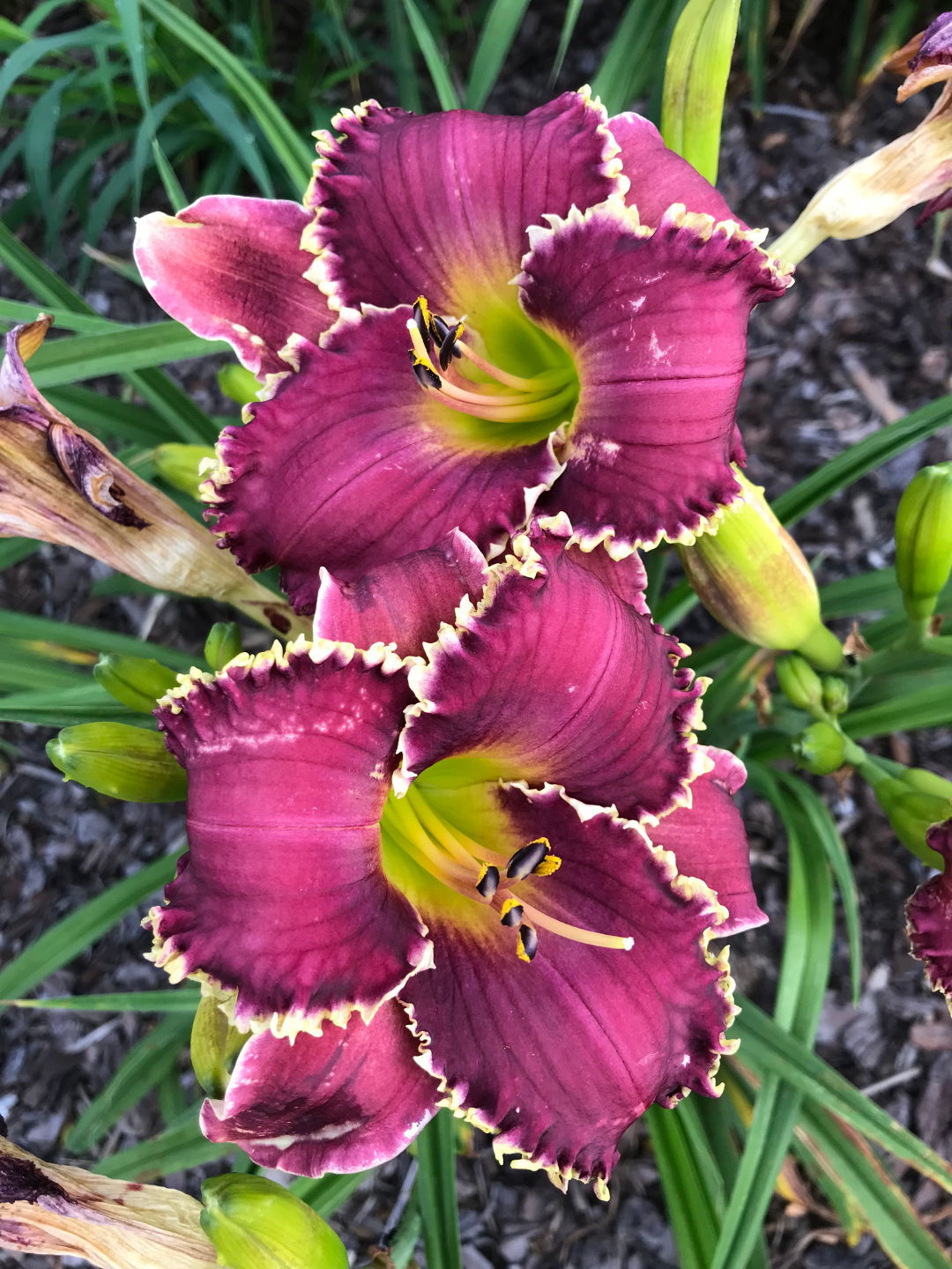 Lily Love - FineGardening