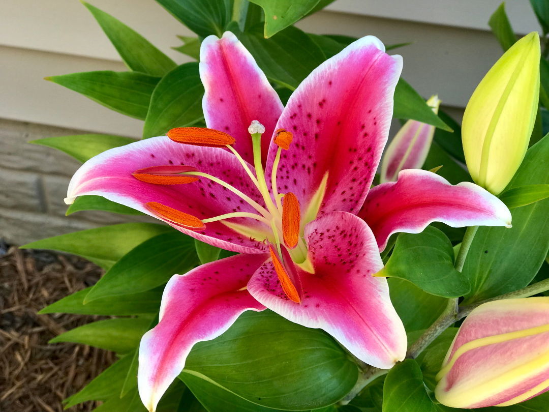 Lily Love - Fine Gardening