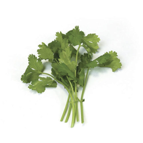 grow more cilantro