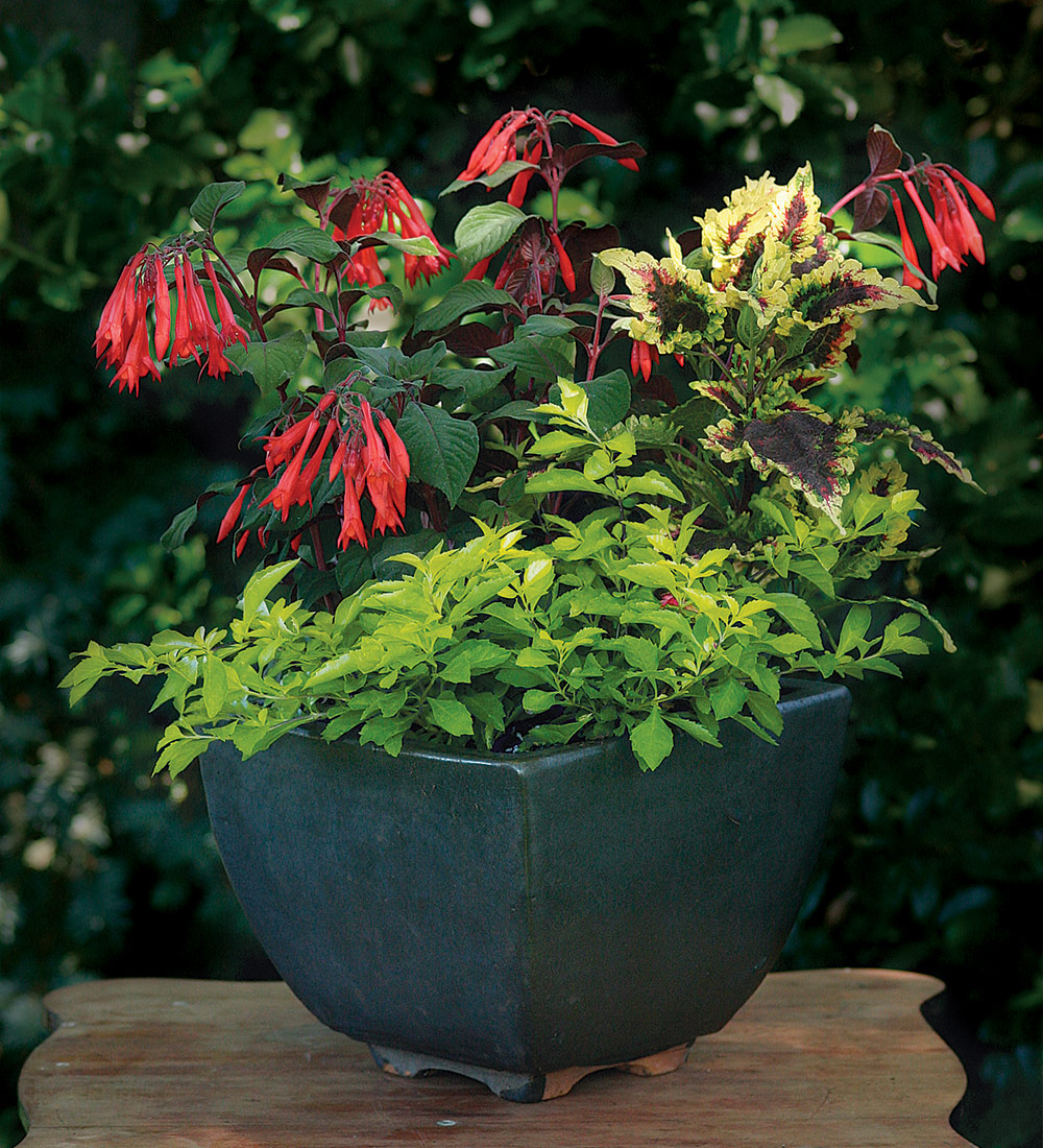 The Secret to Great Garden Containers: Thrillers, Fillers, and