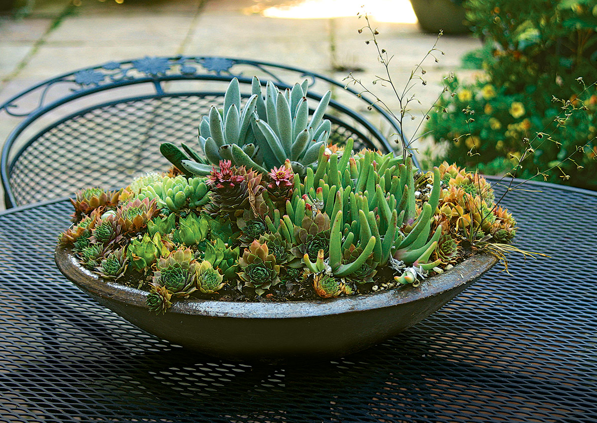 Tabletop Planter Ideas