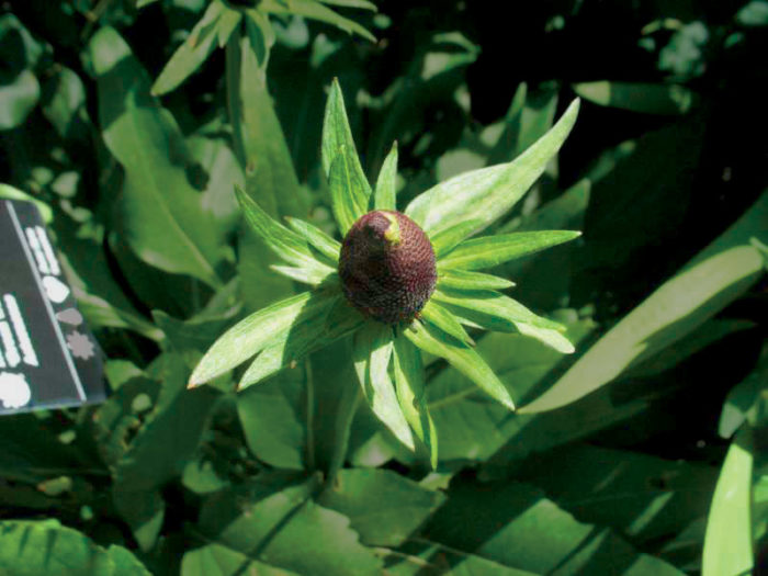 ‘Green Wizard’ coneflower