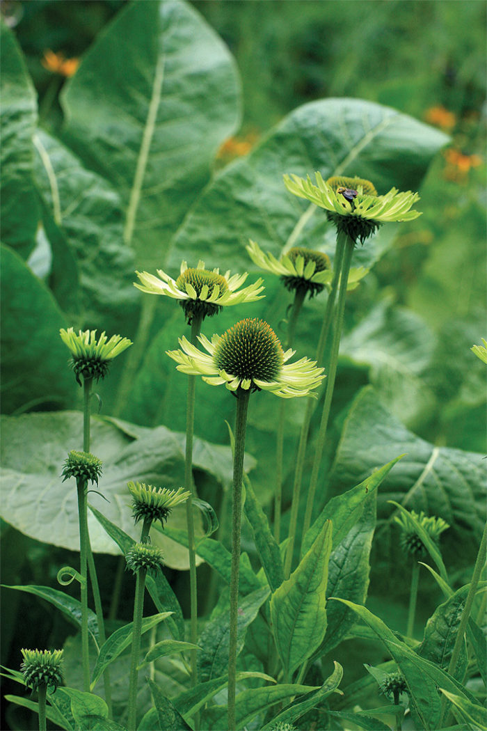 Green Jewel’ coneflower