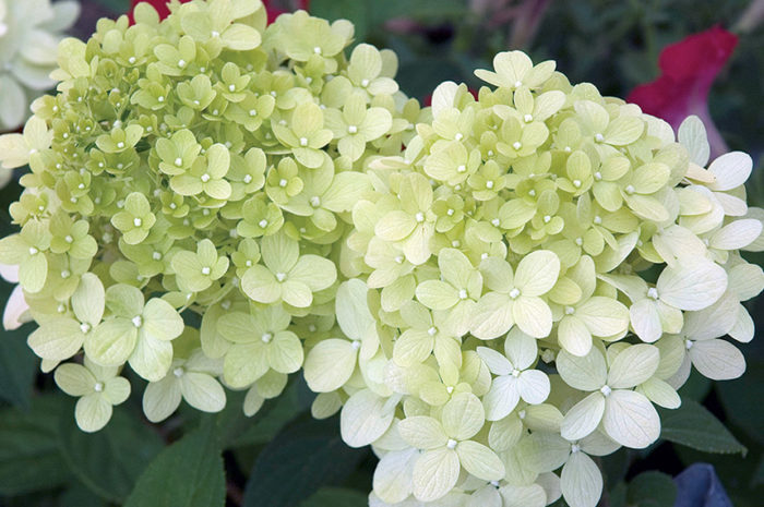 Limelight’ hydrangea