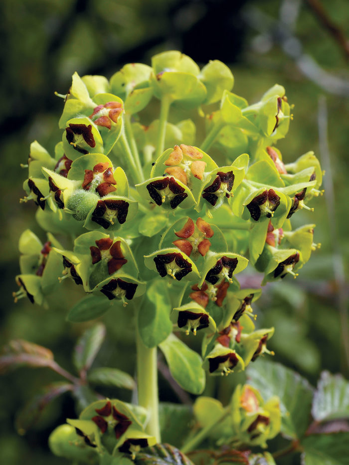 Mediterranean spurge