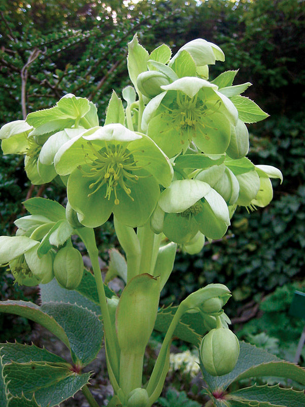 Corsican hellebore