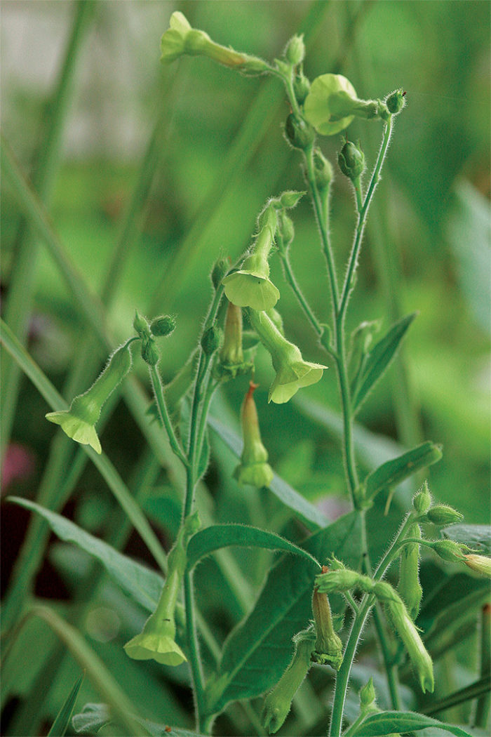 Flowering tobacco