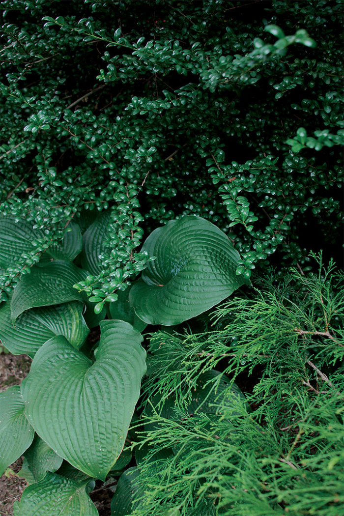 Designing with green using Japanese holly, Hosta and Chinese juniper.