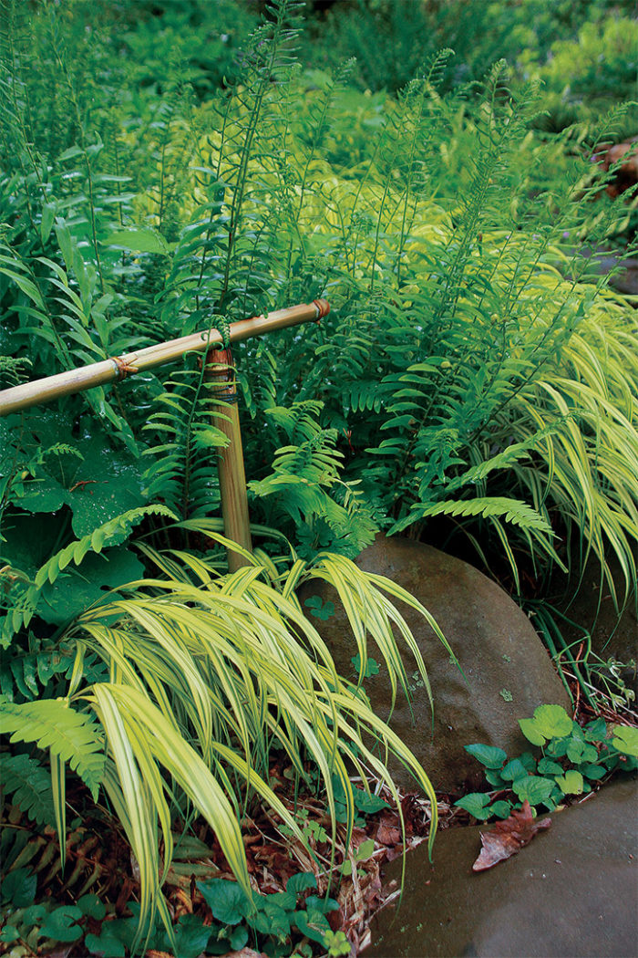 Designing with green using Christmas fern,‘Aureola’ Japanese forest grass and bloodroot.