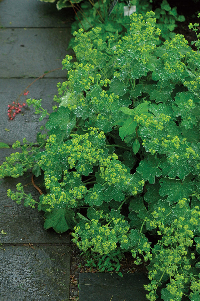 Lady’s mantle