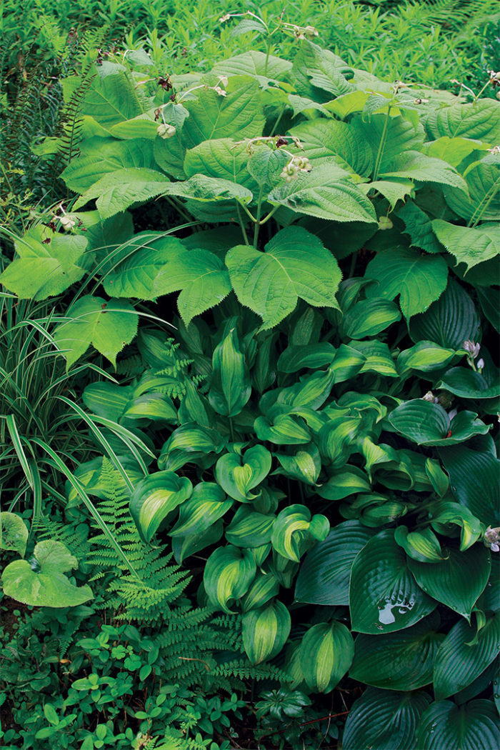 Deinanthe, ‘Halcyon’ hosta and hosta