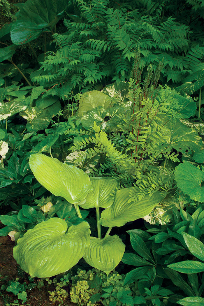 Ural false spirea, ‘Sum and Substance’ hosta, Hellebore, Variegated petasites and cinnamon fern help you design with green