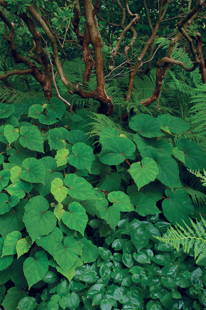 Designing with green using ostrich fern, White hardy begonia, ‘Sulphureum’ epimedium and Dorothy Wyckoff’ Japanese pieris