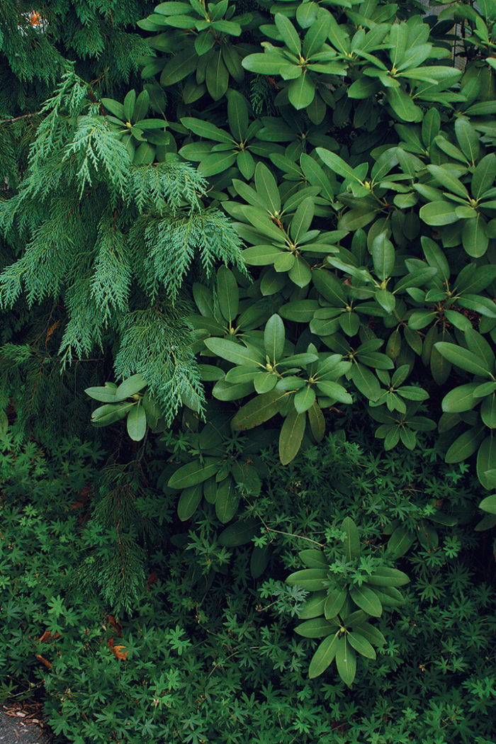 Designing with green using weeping Alaska cedar, Hardy geranium and Rhododendron