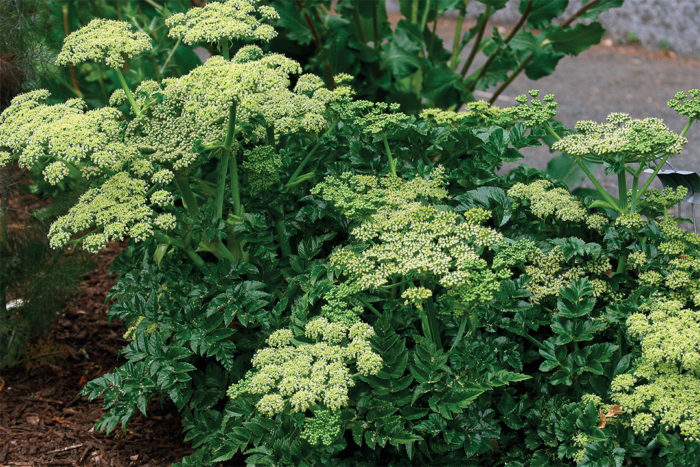 Shiny-leaved angelica