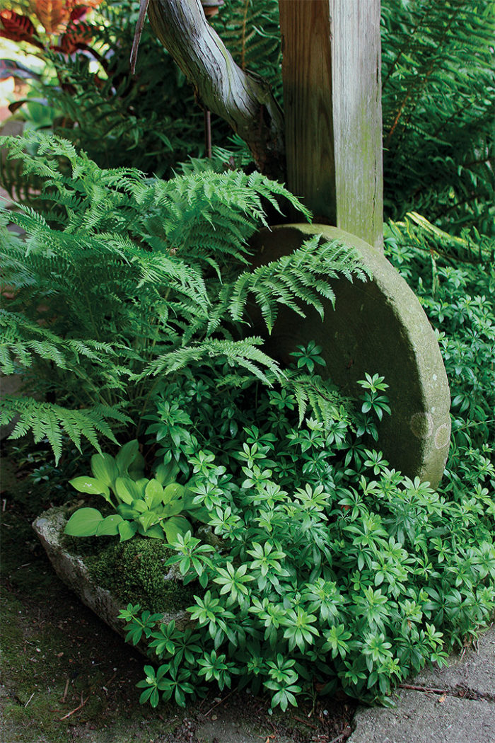 Ostrich fern, Sweet woodruff and hosta