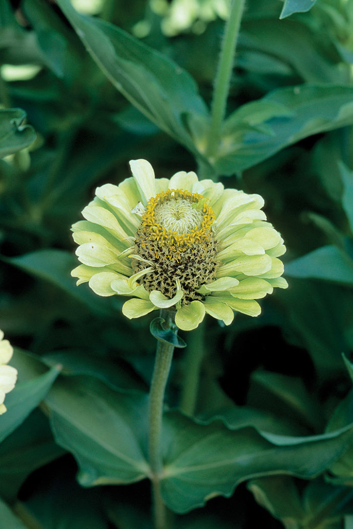 ‘Envy’ zinnia