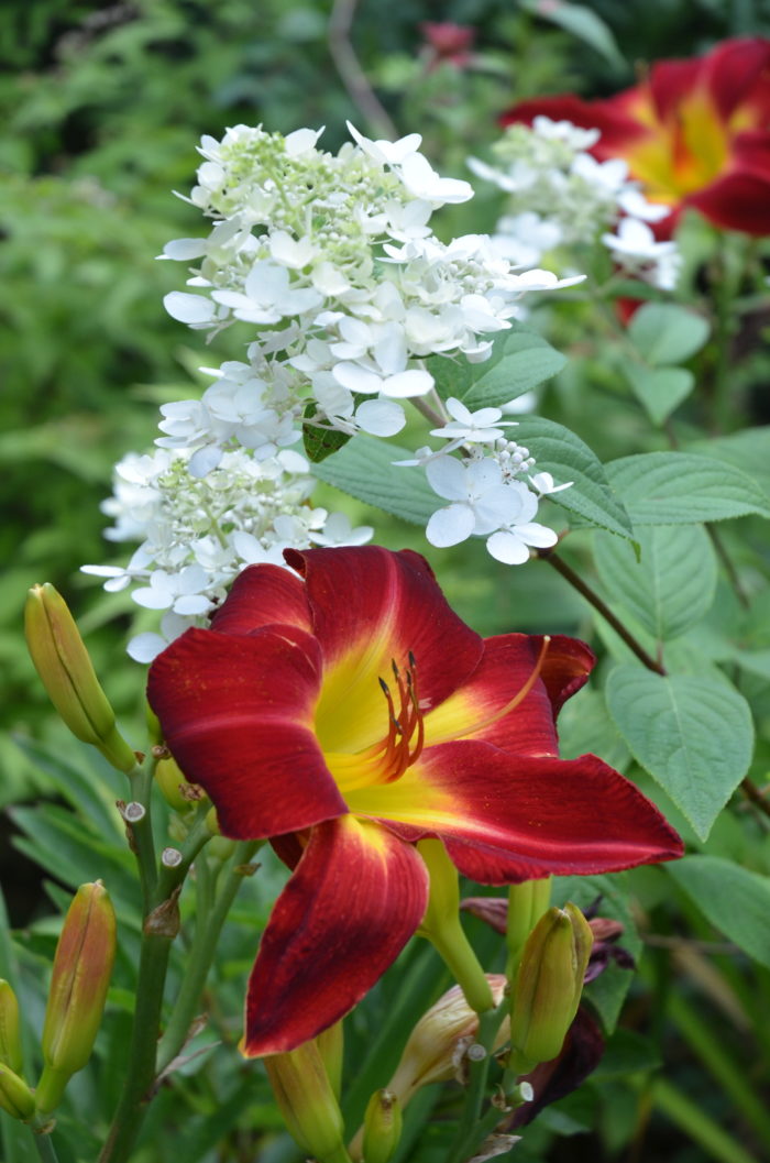 Blue Lily  Lily seeds, Tiger lily flowers, Day lilies