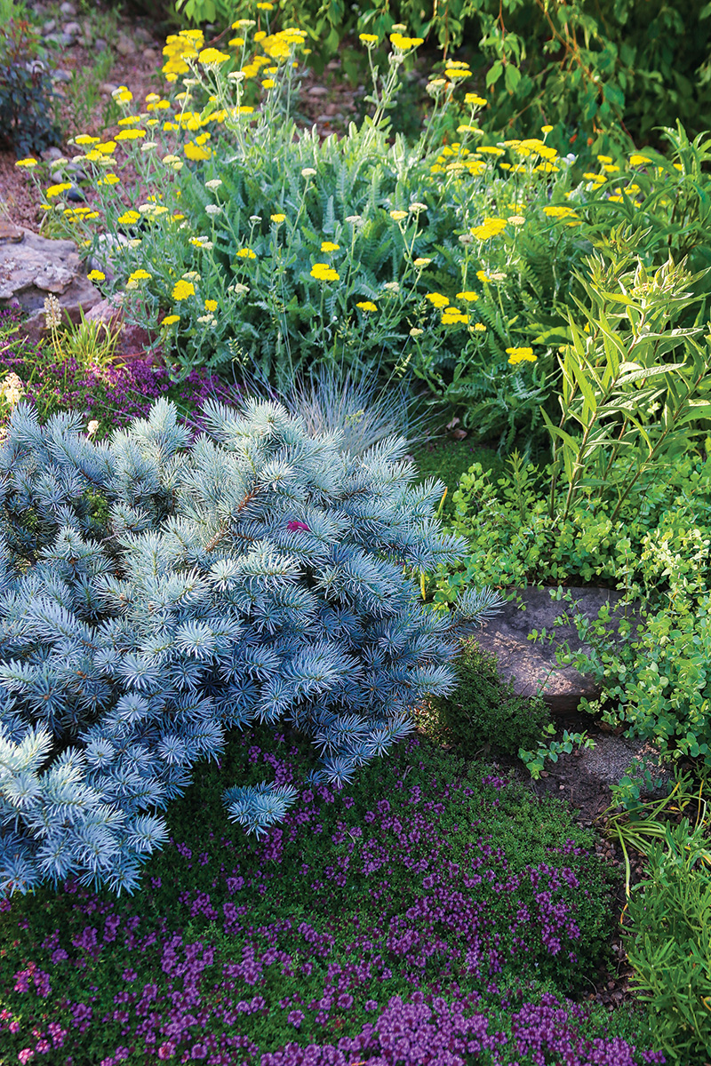 Kurrajong bottle tree - Waterwise Garden Planner