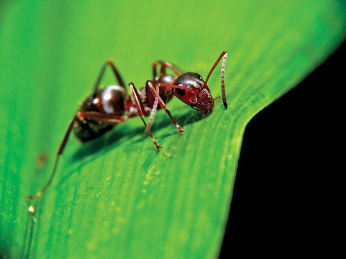 close up of ant on a leaf